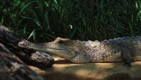 Image of: Crocodylus johnstoni (Johnston's crocodile)