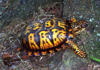 Image of: Terrapene carolina (box turtle)