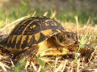 Testudo hermanni herzegovinensis