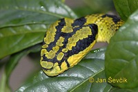 Trimeresurus trigonocephalus