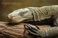 Varanus salvadorii - Crocodile Monitor