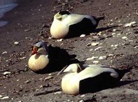 King Eider - Somateria spectabilis