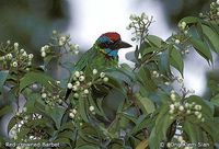 Red-crowned Barbet - Megalaima rafflesii