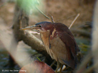 Von Schrenck's Bittern - Ixobrychus eurhythmus