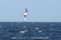 Pycroft's Petrel - Pterodroma pycrofti