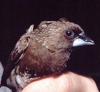 White-bellied Munia - Lonchura leucogastra