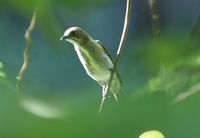 Golden-rumped Flowerpecker - Dicaeum annae