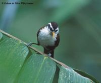 Sri Lanka Scimitar Babbler - Pomatorhinus melanurus