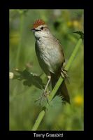 Tawny Grassbird