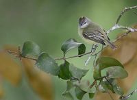 Yellow-crowned Tyrannulet (Tyrannulus elatus) photo