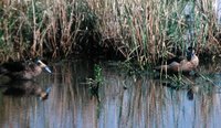 Hottentot Teal - Anas hottentota