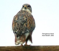 Ferruginous Hawk - Buteo regalis