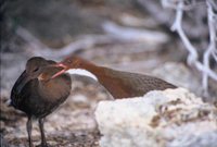 White-throated Rail - Dryolimnas cuvieri