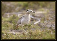 Peruvian Thick-knee - Burhinus superciliaris