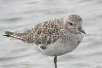 Black-bellied Plover - Pluvialis squatarola