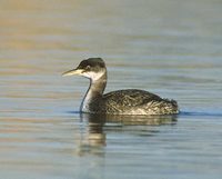 Red-necked Grebe (Podiceps grisegena) photo