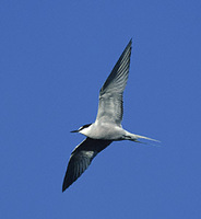 Aleutian Tern (Sterna aleutica) photo