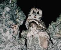 Tawny Owl (Strix aluco) photo