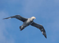 Southern (Antarctic) Giant Petrel (Macronectes giganteus) photo