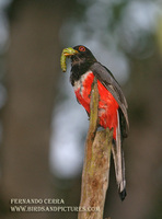 Elegant Trogon - Trogon elegans