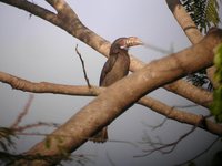 Luzon Hornbill - Penelopides manillae
