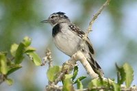 Pectoral Antwren - Herpsilochmus pectoralis