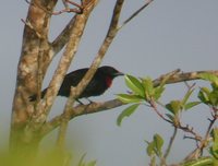 Purple-throated Fruitcrow - Querula purpurata