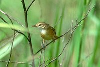 Rufous-sided Pygmy-Tyrant - Euscarthmus rufomarginatus