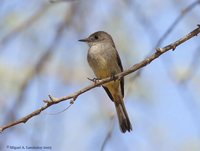 Hispaniolan Pewee - Contopus hispaniolensis