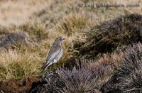 White-fronted Ground-Tyrant - Muscisaxicola albifrons