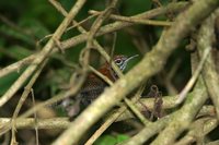 Riverside Wren - Thryothorus semibadius