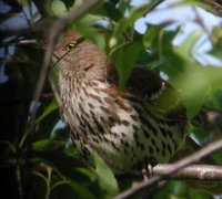 Brown Thrasher - Toxostoma rufum