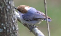 Brown-headed Nuthatch - Sitta pusilla