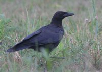 American Crow - Corvus brachyrhynchos