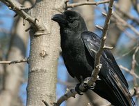 Large-billed Crow - Corvus macrorhynchos