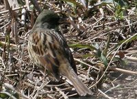 Black-faced Bunting - Emberiza spodocephala