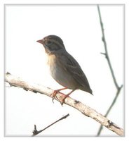 Clay-colored Sparrow - Spizella pallida