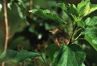 Red-faced Cisticola, Kenya - Aug, 2003 © Giuliano Gerra and Silvio Sommazzi