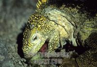 Land Iguana Eating Galapagos Close Up stock photo