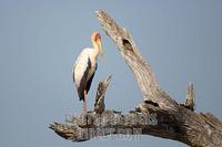 yellow billed stork in tree stock photo