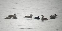 Common Scoter (Melanitta nigra), eight including one adult male