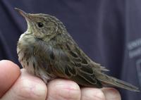 Lanceolated Warbler