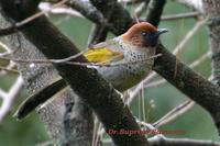 Chestnut-crowned Laughingthrush