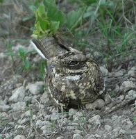 Nightjars p.206