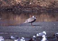 수리갈매기 (Glaucous-Winged Gull) Larus glaucescence