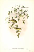 Richter after Gould Yellow-browed Warbler (Reguloides superciliosus)