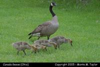 Canada Goose with goslings - Ohio