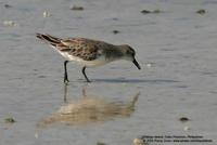 Red-necked Stint Calidris ruficollis