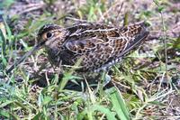 154 바늘꼬리도요 Gallinago stenura (Pintail Snipe)