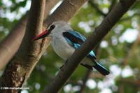 Woodland kingfisher (Halcyon senegalensis) perched on a branch